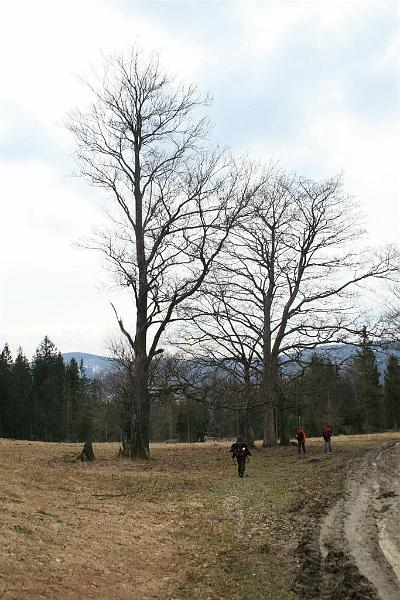Wiosna w Beskidach 485.jpg